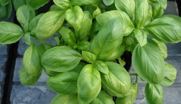 Herbs resources (protected and outdoor)